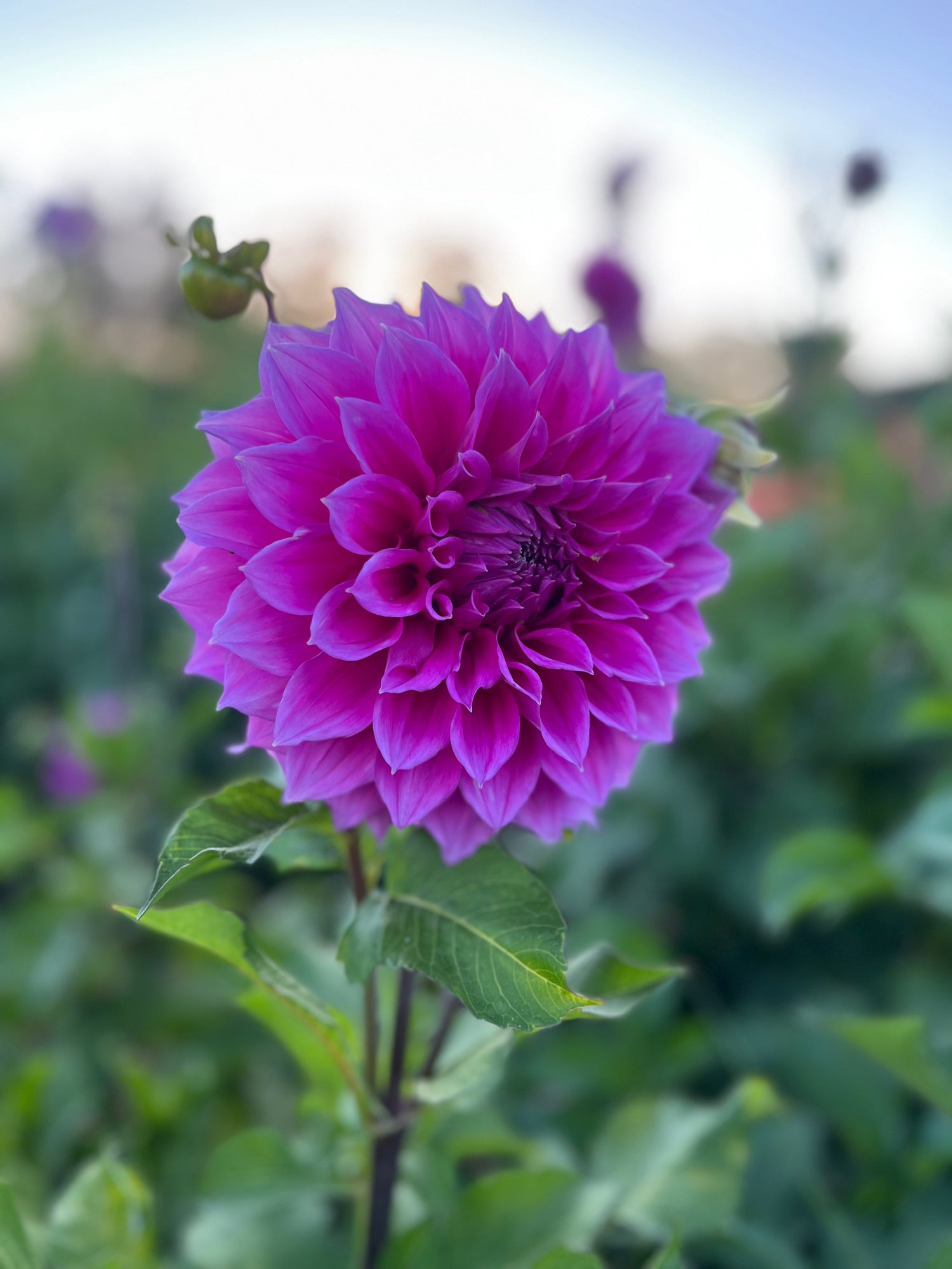 Medium Decorative Dahlia Tubers