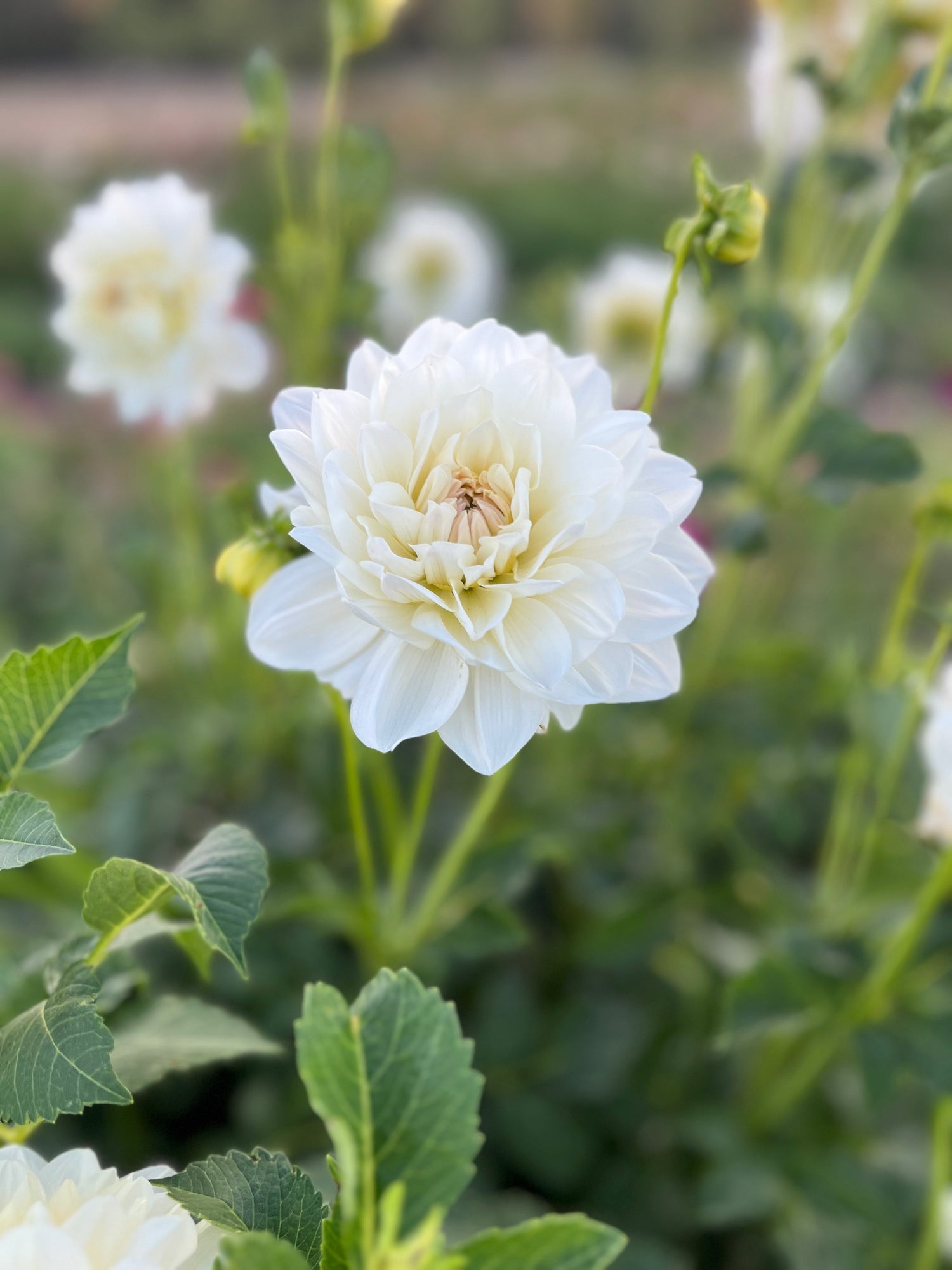 Waterlily Dahlia Tubers
