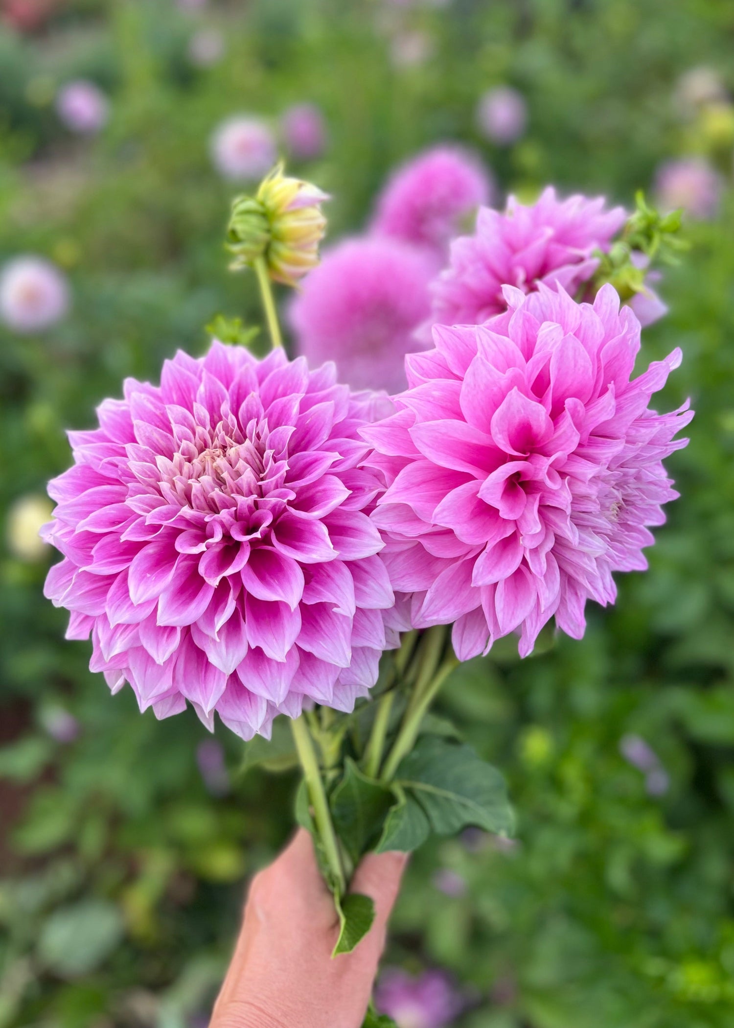 Farmgate Bunches: Giant Decorative Dahlias