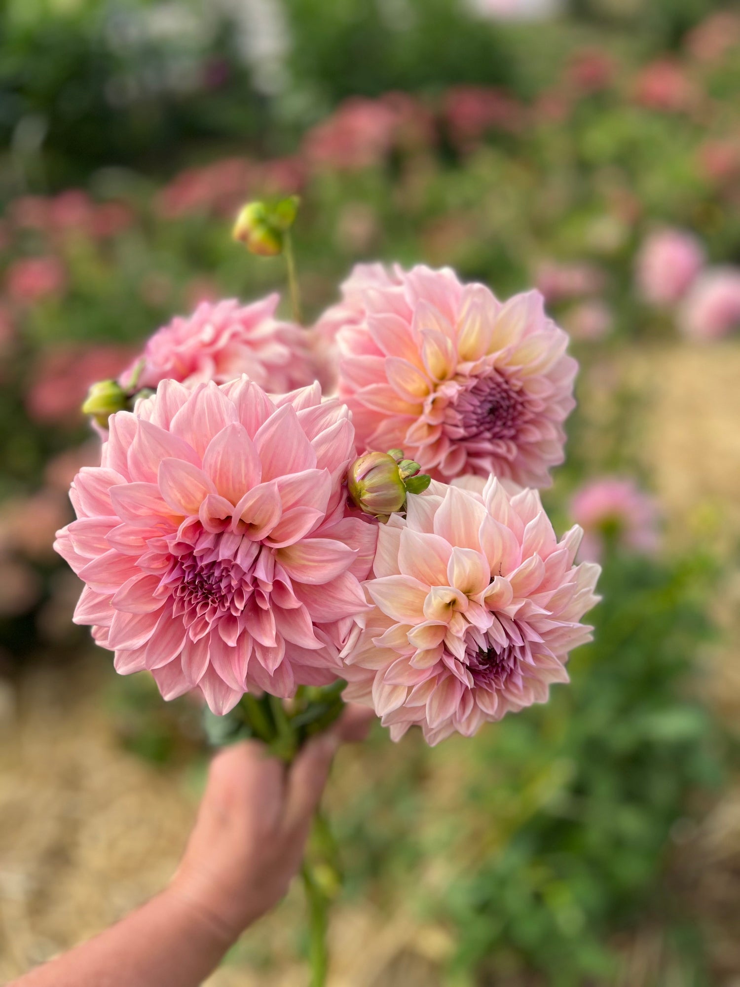 Farmgate Bunches: Large Decorative Dahlias
