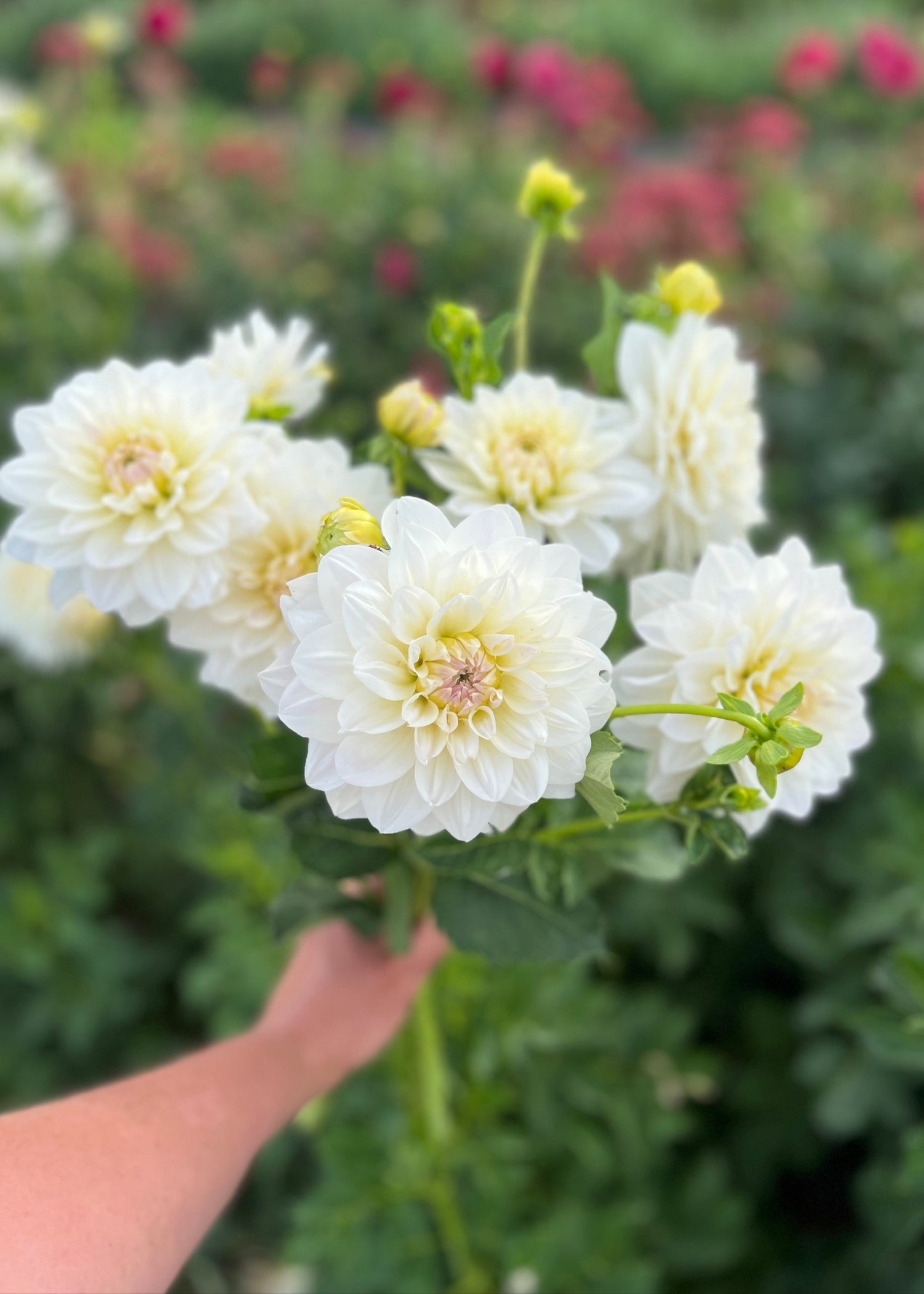 Farmgate Bunches: Waterlily Dahlias