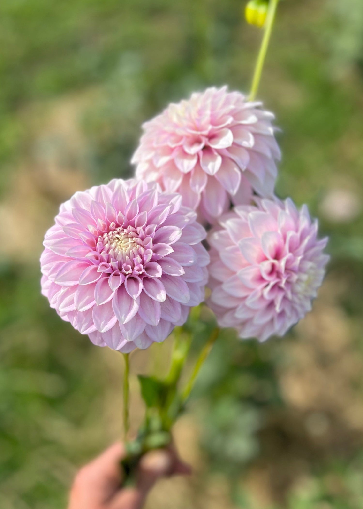 Farmgate Bunches: Miniature Decorative Dahlias