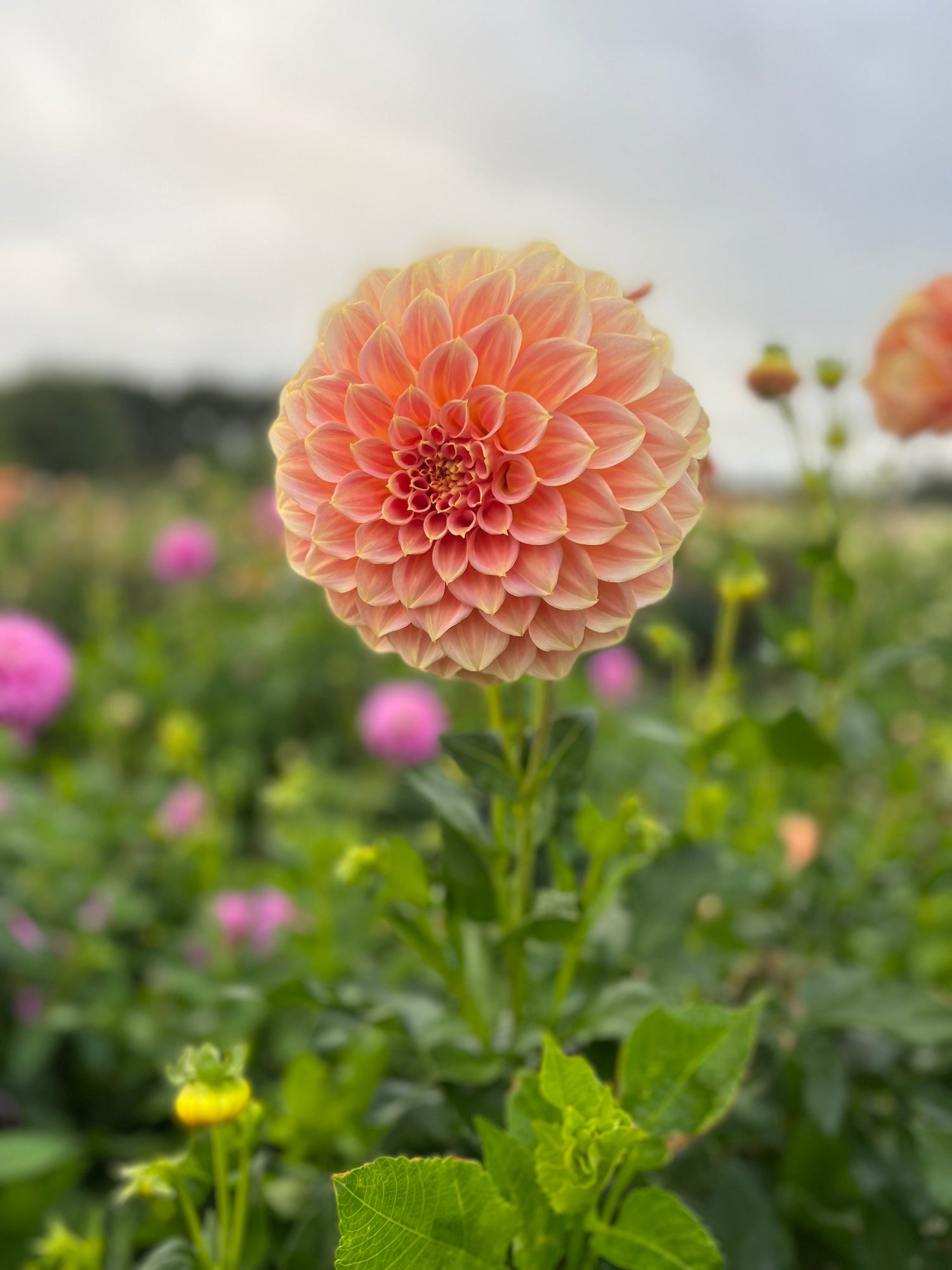Small Decorative Dahlia Tubers