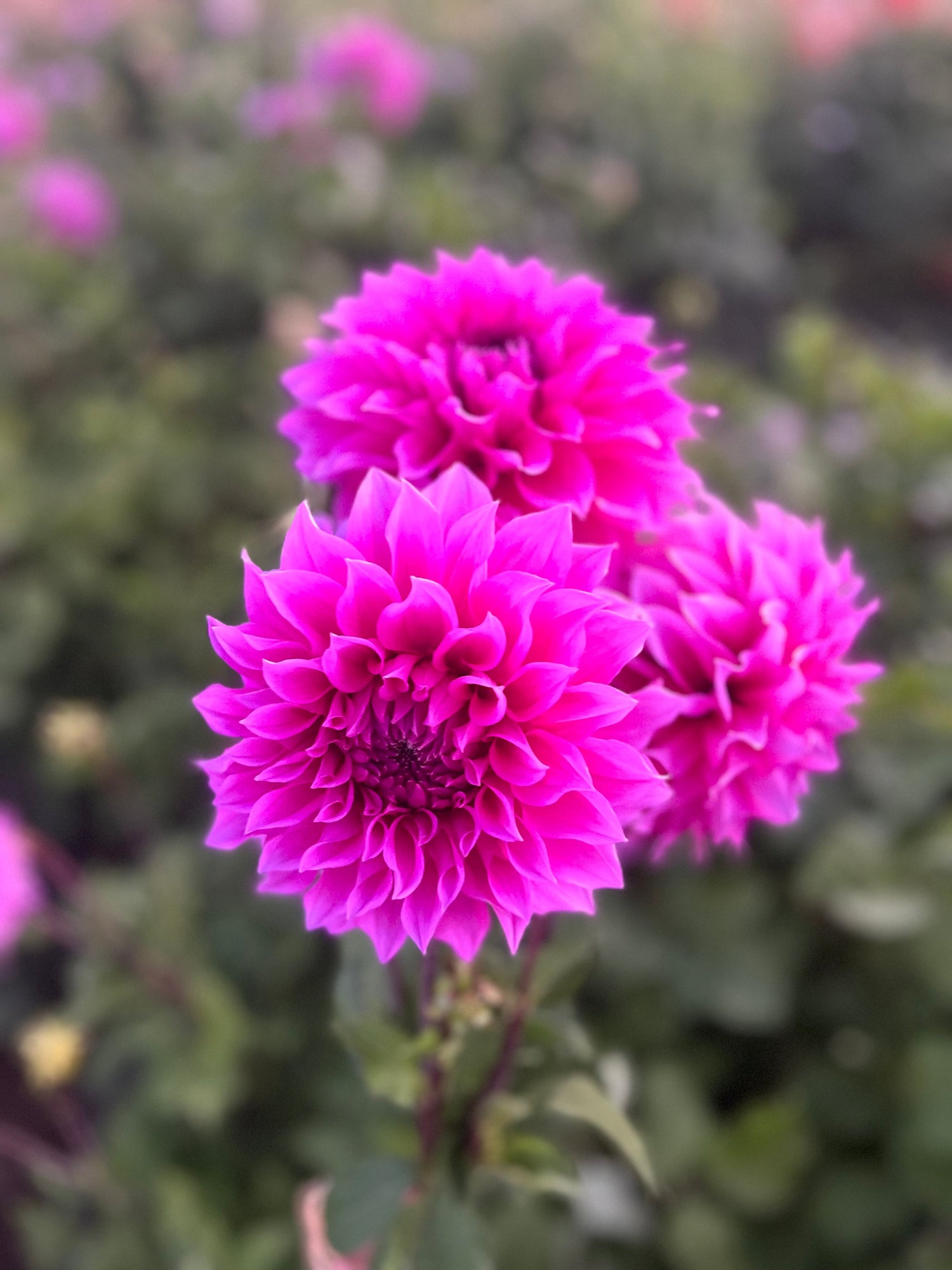 Farmgate Bunches: Medium Decorative Dahlias