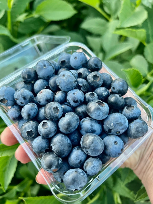 Loganberry Farm Blueberries