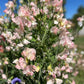 Pale pink and cream Spring Sunshine Champagne Sweet Pea Flowers in full bloom.