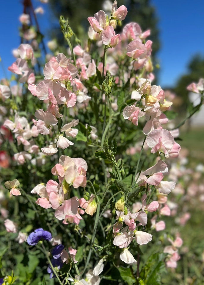 Pale pink and cream Spring Sunshine Champagne Sweet Pea Flowers in full bloom.