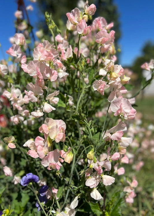 Pale pink and cream Spring Sunshine Champagne Sweet Pea Flowers in full bloom.
