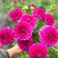 Dahlia Tuber Garden Bundle  |  Dahlia 'Chad'