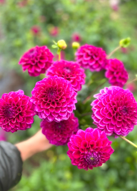 Dahlia Tuber Garden Bundle  |  Dahlia 'Chad'