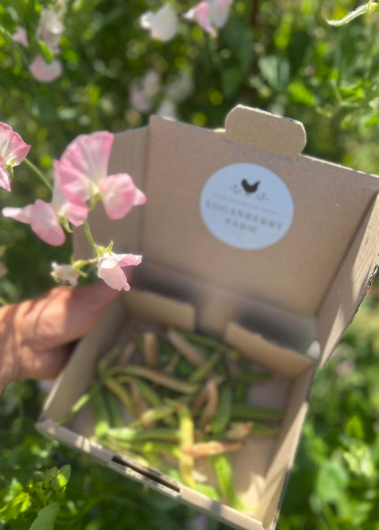 Cardboard box with a collection of sweet pean pods, in a box with a label, held in front of pink flowers and greenery.