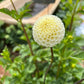 Pompon Dahlia Tubers. An ivory pompon flower with green leaf grown organically in a cut flower garden, side view.