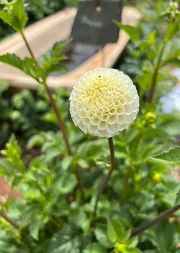 Pompon Dahlia Tubers. An ivory pompon flower with green leaf grown organically in a cut flower garden, side view.