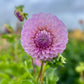 Dahlia 'Marshmallow'