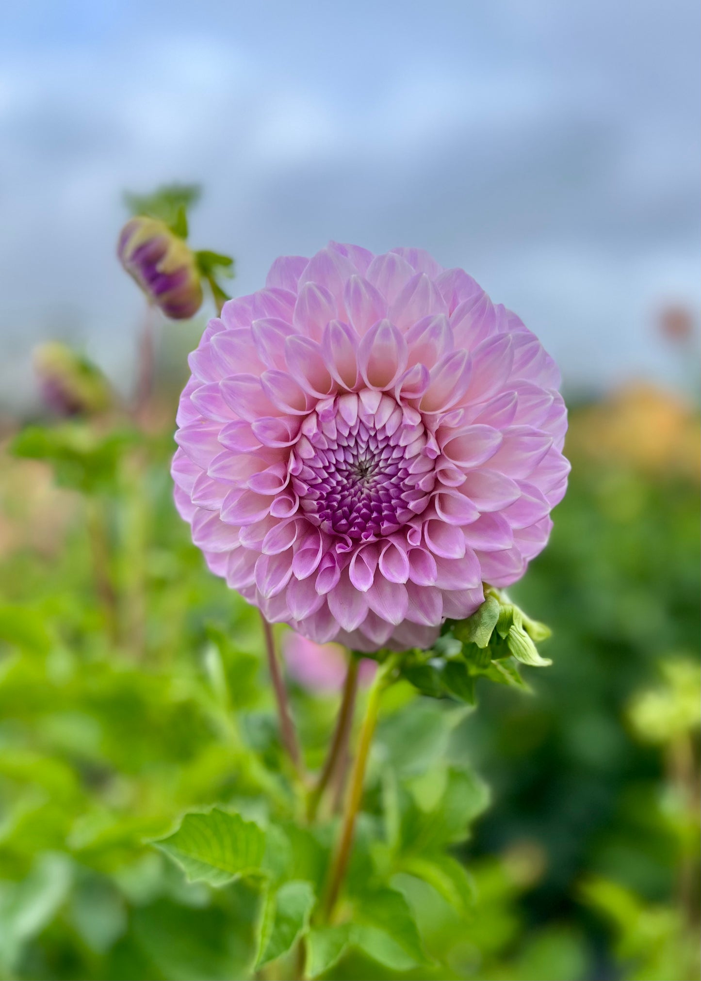 Dahlia 'Marshmallow'