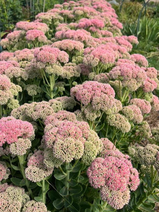 Sedum Foliage Bucket