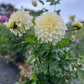 Dahlia 'Kotare Buttermilk'