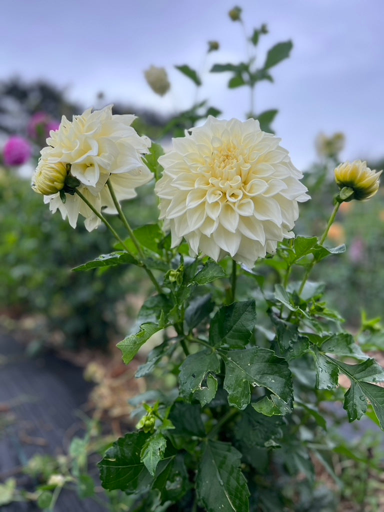 Dahlia 'Kotare Buttermilk'