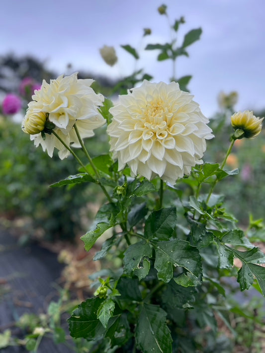 Dahlia 'Kotare Buttermilk'