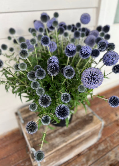 Dreamy Echinops Flower Buckets