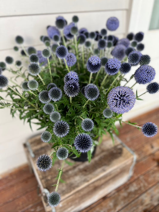Echinops Flower Bucket