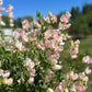 Floral garden with Spring Sunshine Champagne flowers against a blue sky