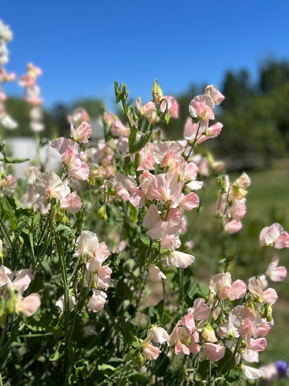 Floral garden with Spring Sunshine Champagne flowers against a blue sky
