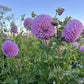 Dahlia 'Marshmallow'