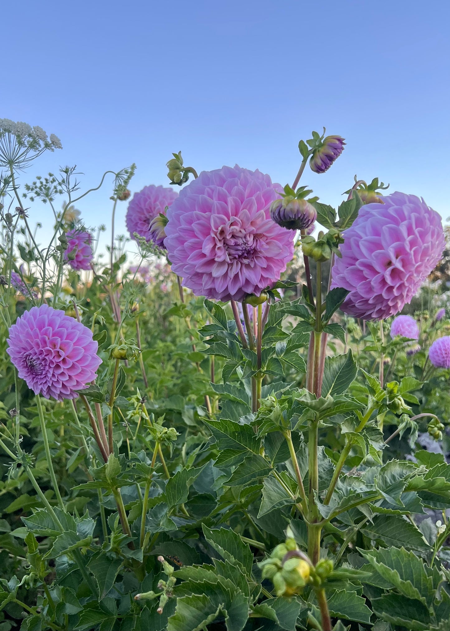 Dahlia 'Marshmallow'