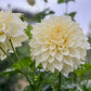 Dahlia 'Kotare Buttermilk'