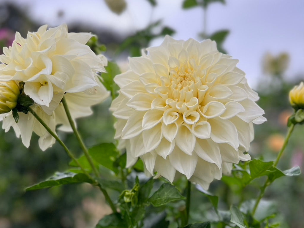Dahlia 'Kotare Buttermilk'