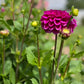 Dahlia Tuber Garden Bundle  |  Dahlia 'Chad'