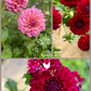 Dahlia Tuber Garden Blend | No 14