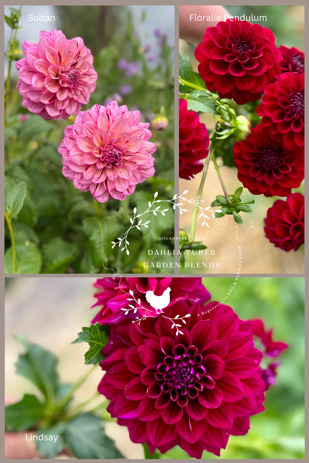 Dahlia Tuber Garden Blend | No 14