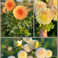 Dahlia Tuber Garden Blend | No 13