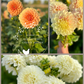 Dahlia Tuber Garden Blend | No 2