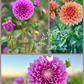 Dahlia Tuber Garden Blend | No 5