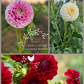 Dahlia Tuber Garden Blend | No 4