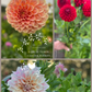 Dahlia Tuber Garden Blend | No 3