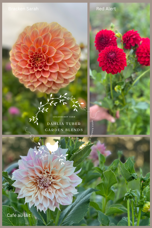 Dahlia Tuber Garden Blend | No 3
