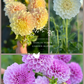 Dahlia Tuber Garden Blend | No 1
