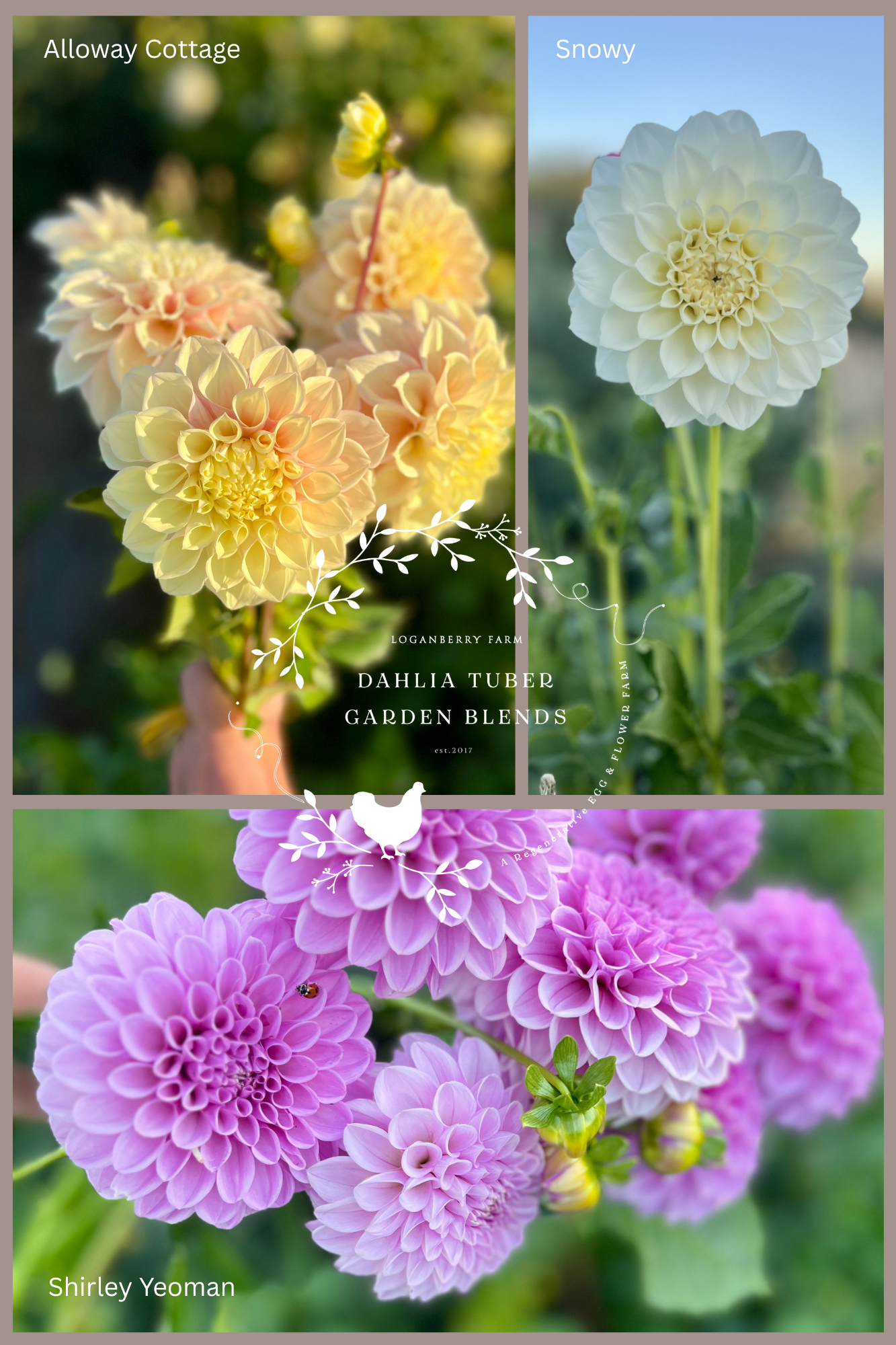 Dahlia Tuber Garden Blend | No 1