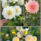 Dahlia Tuber Garden Blend | No 7