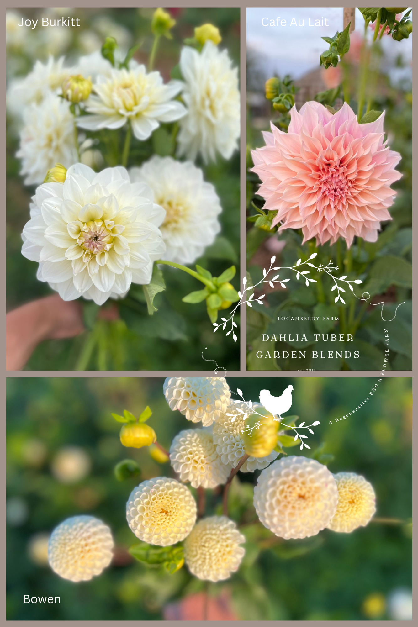 Dahlia Tuber Garden Blend | No 7