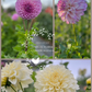 Dahlia Tuber Garden Blend | No 8