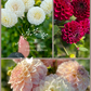 Dahlia Tuber Garden Blend | No 9