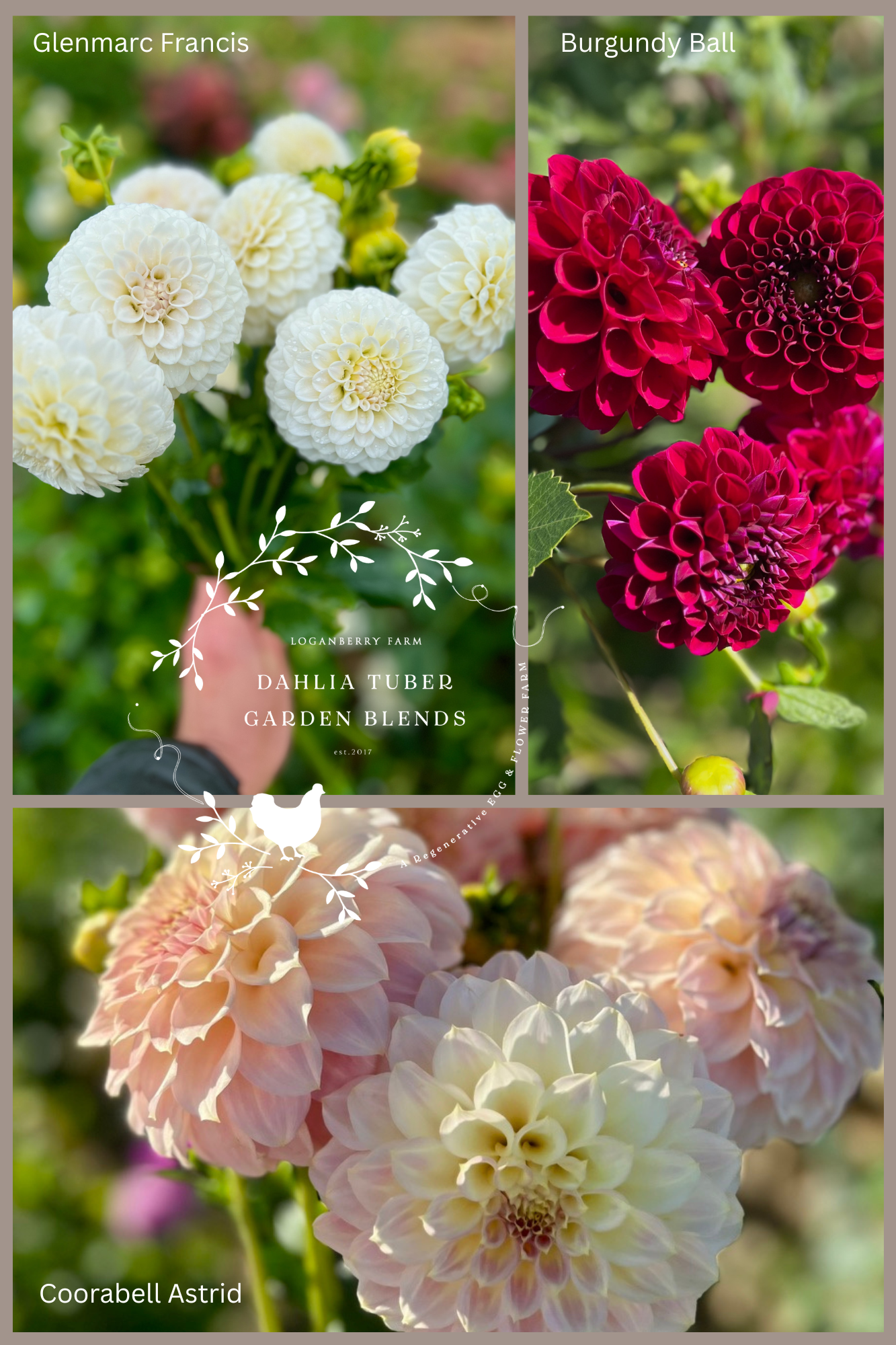 Dahlia Tuber Garden Blend | No 9