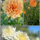 Dahlia Tuber Garden Blend | No 10