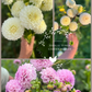 Dahlia Tuber Garden Blend | No 11