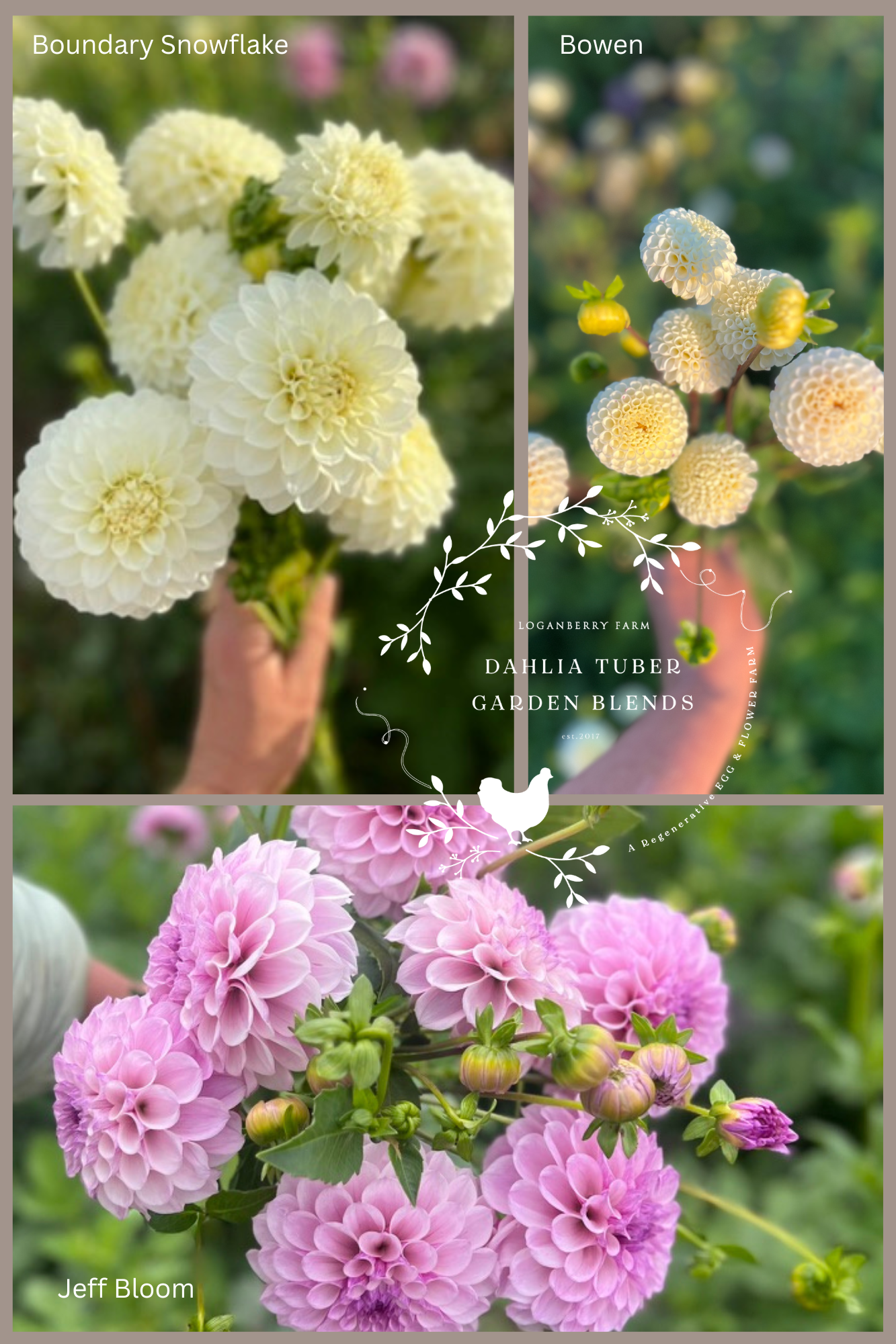 Dahlia Tuber Garden Blend | No 11
